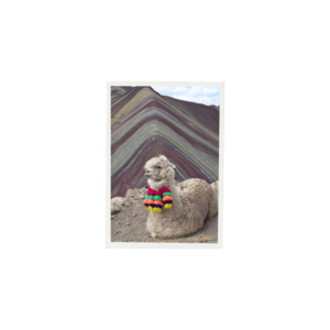 Lama au repos devant la montagne aux sept couleurs, Vinicunca, au Pérou.