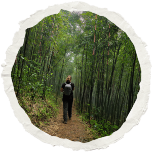 Magalie marchant seule dans une forêt de bambous en Chine, lors d’une randonnée en pleine nature.